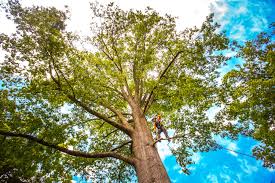 Best Tree Trimming and Pruning  in Altoona, IA