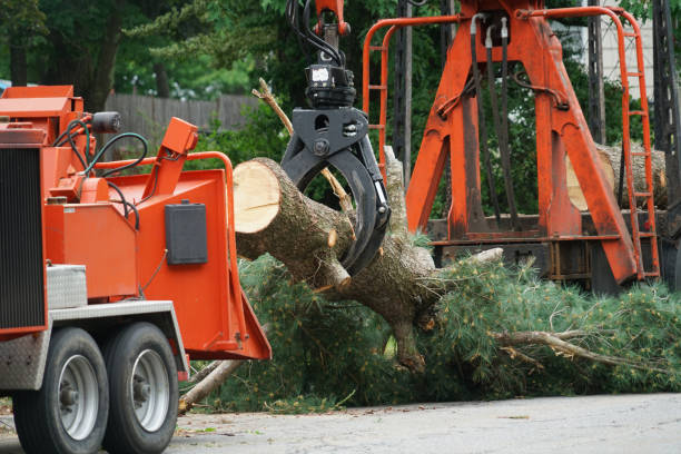 How Our Tree Care Process Works  in  Altoona, IA